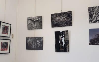 Exposition « L’arbre dans tous ses états » à la Galerie Les Bains-Douches