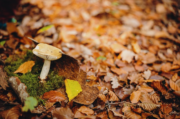 L&rsquo;automne, c&rsquo;est la Bourgogne