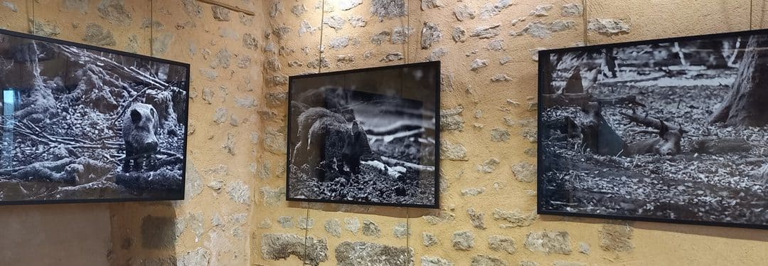 Exposition « Morvan Noir »