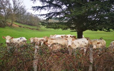 Visites « Des animaux et des hommes » au Pays Arnay-Liernais