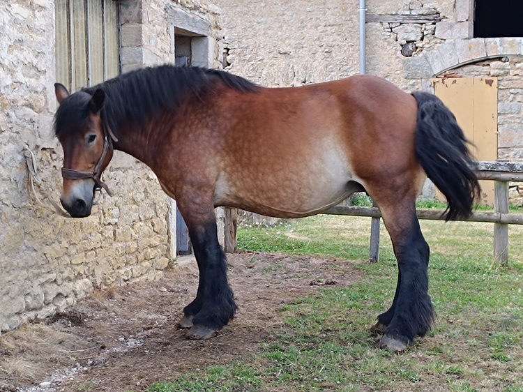 Magnifique jument Trait Auxois