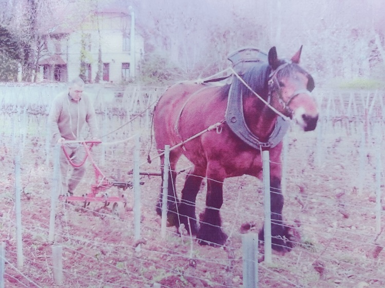 Cheval Trait Auxois dans les vignes