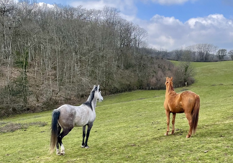 A cheval sur soi Bard le Regulier