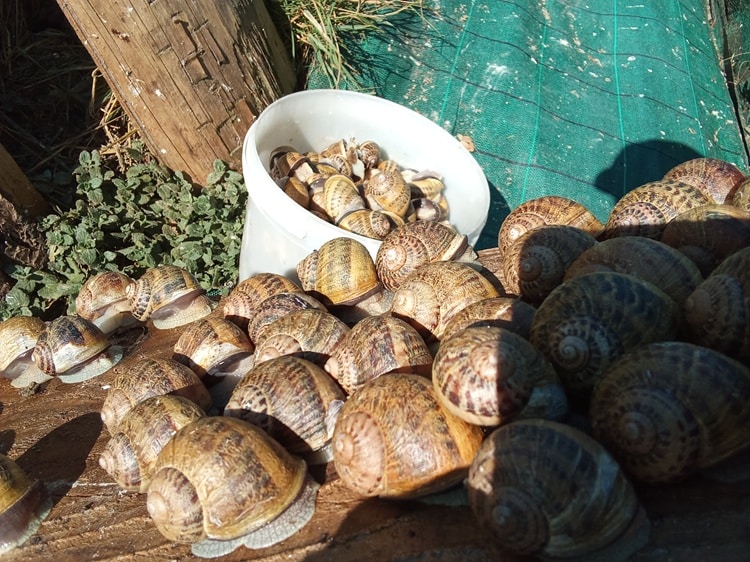 Escargots Ferme du Coutiroi