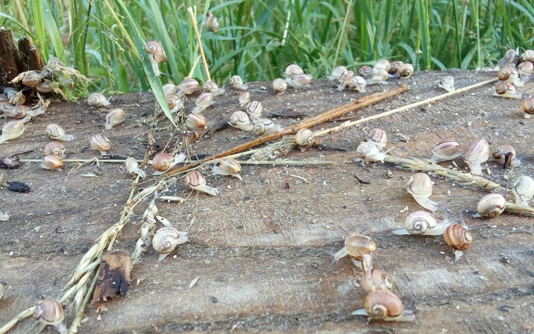 Les escargots 100 % locaux de la Ferme du Coutiroi