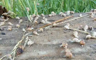 Les escargots 100 % locaux de la Ferme du Coutiroi